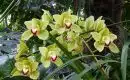 Pourquoi les feuilles de mon Cymbidium jaunissent ?