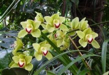 Pourquoi les feuilles de mon Cymbidium jaunissent ?