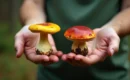 Bolet toxique ou bolet comestible : techniques de différenciation pour éviter les erreurs